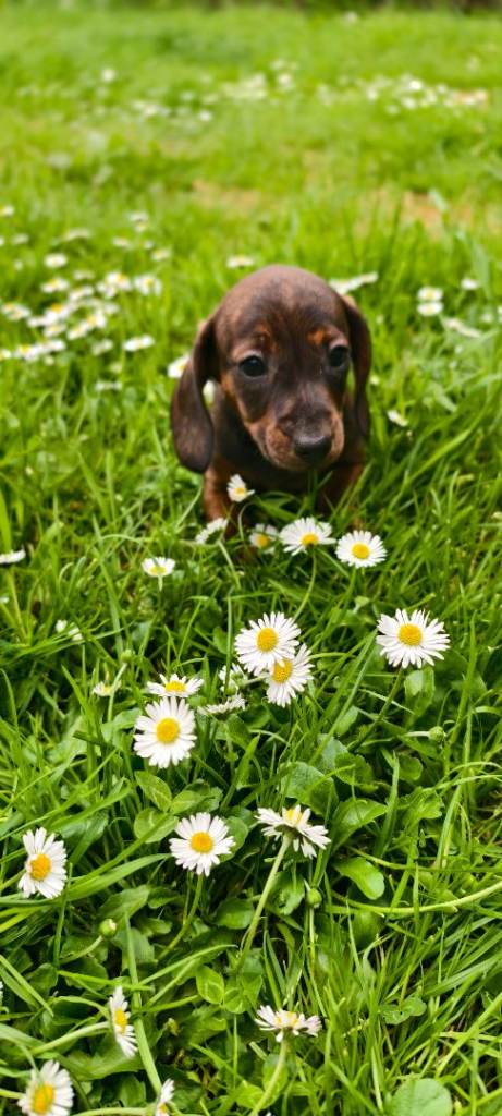 Wonderful Dachshund puppies for sale 🐶