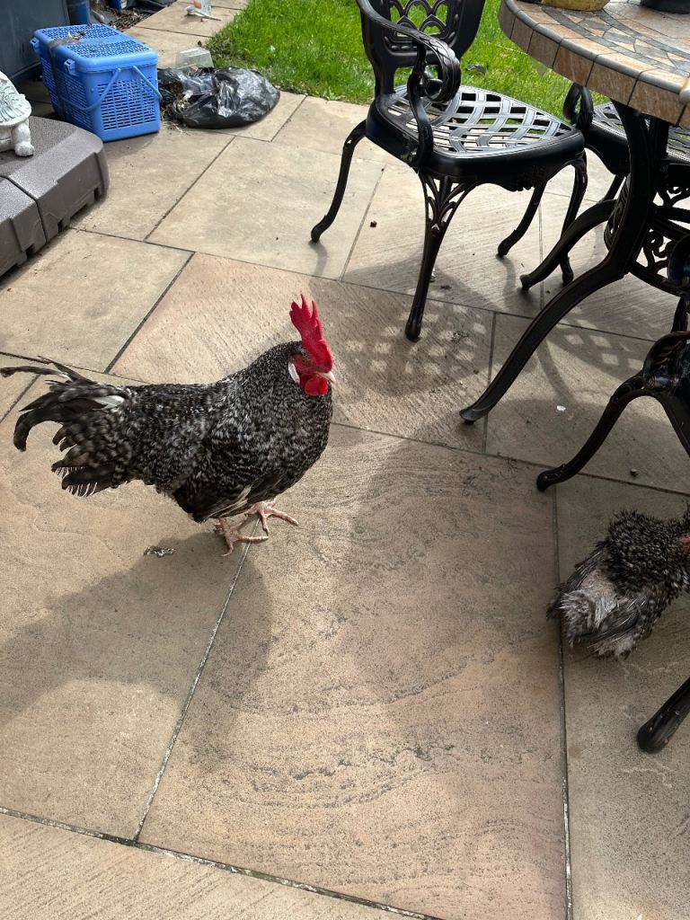 Male rooster for sale 