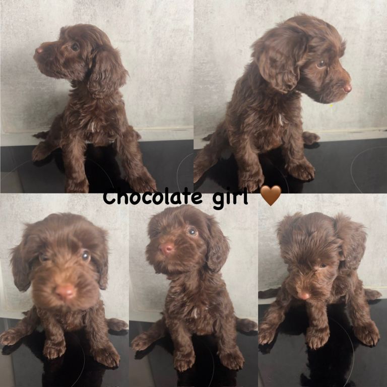 Ready now - beautiful cockapoo puppies for sale