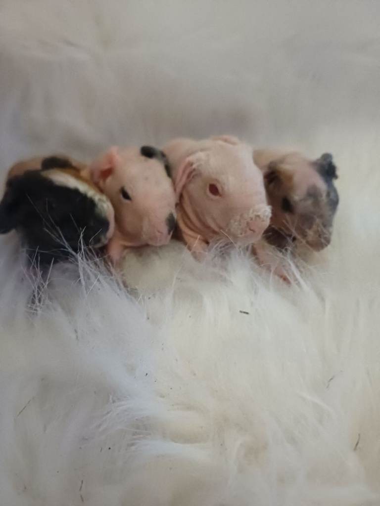 Skinnys pigs available to leave