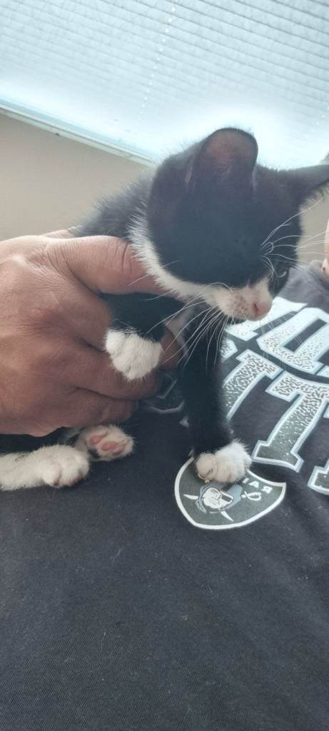 KITTENS AVAILABLE.2 LEFT