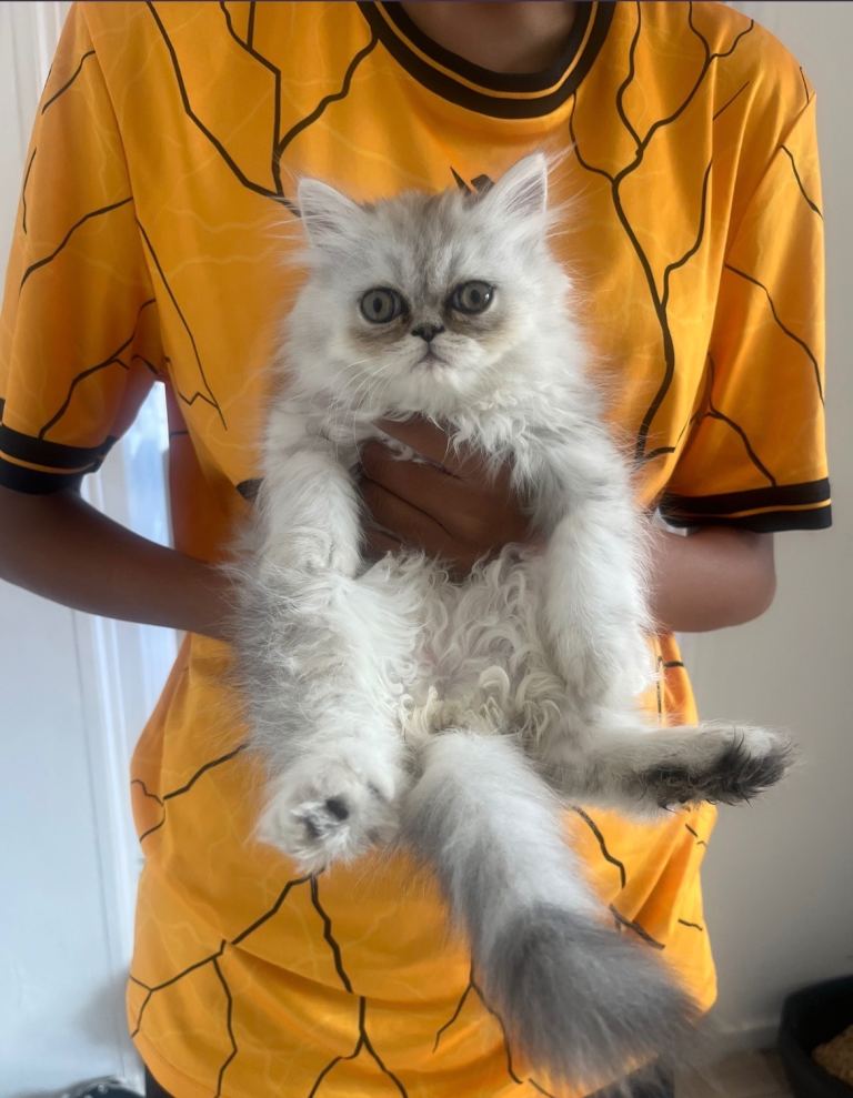 Pure Persian 