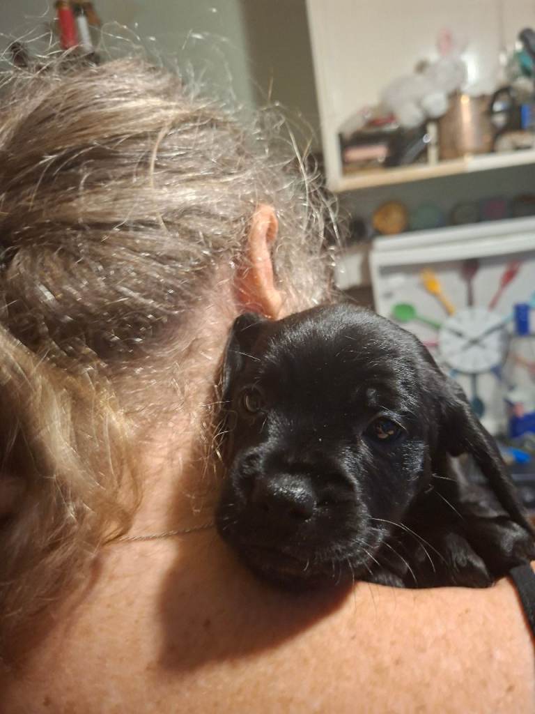 Miniature poodle cross frech bulldog puppies 