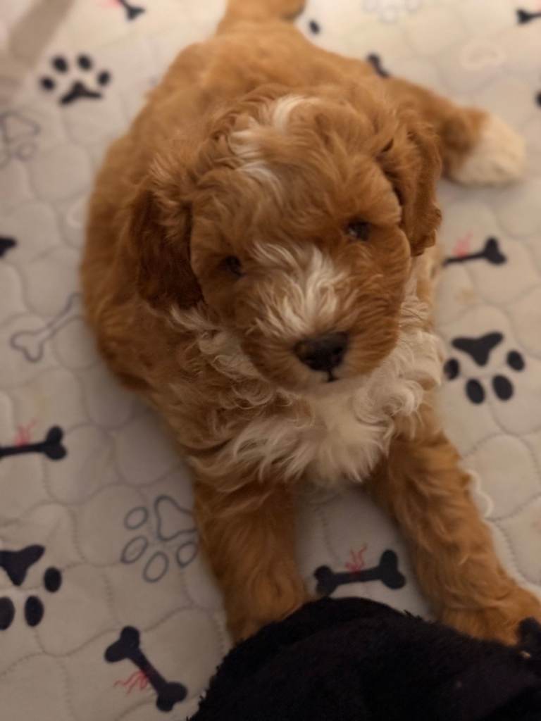 Toy Poodle x Cockapoo Puppies Family Raised