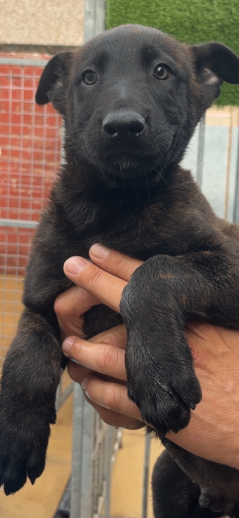 Pups for sale