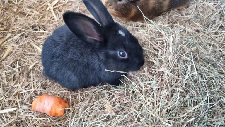 Baby rabbits, ready now 
