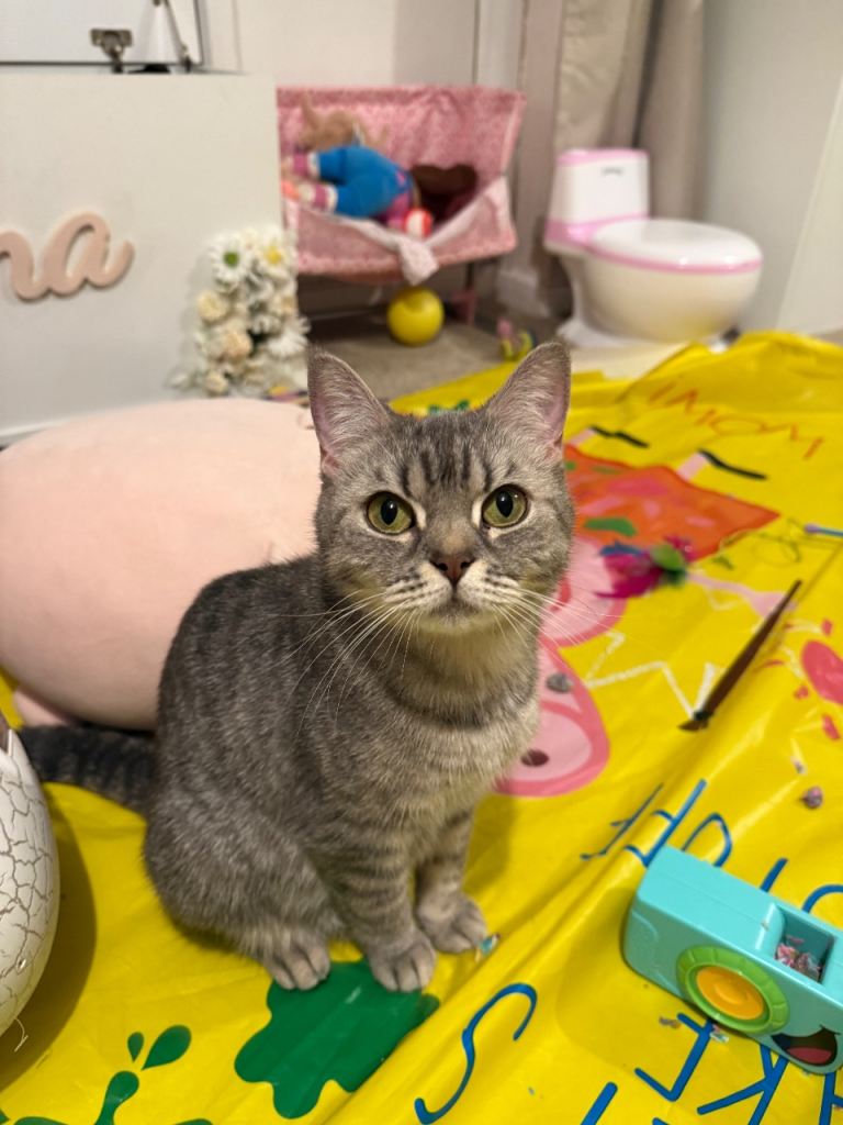 BRITISH SHORTHAIR KITTENS