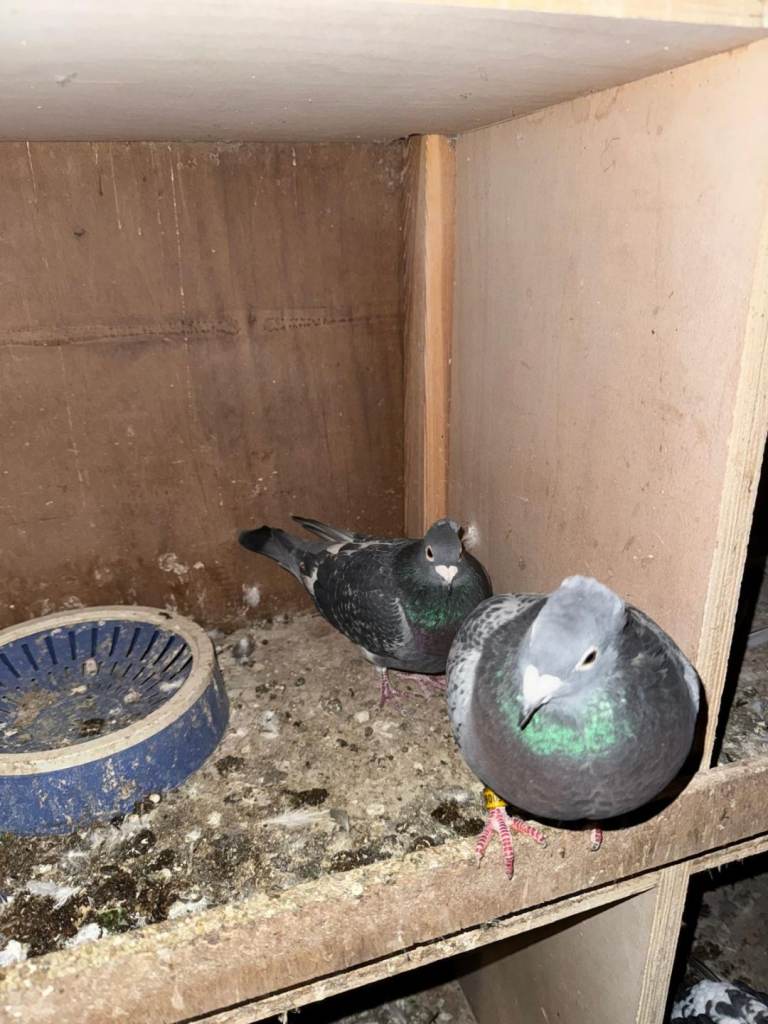 8 Racing Pigeons all 100£