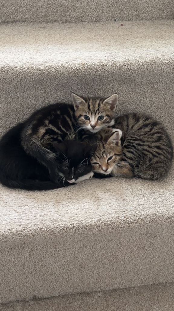 Gorgeous Kittens For Sale - South London