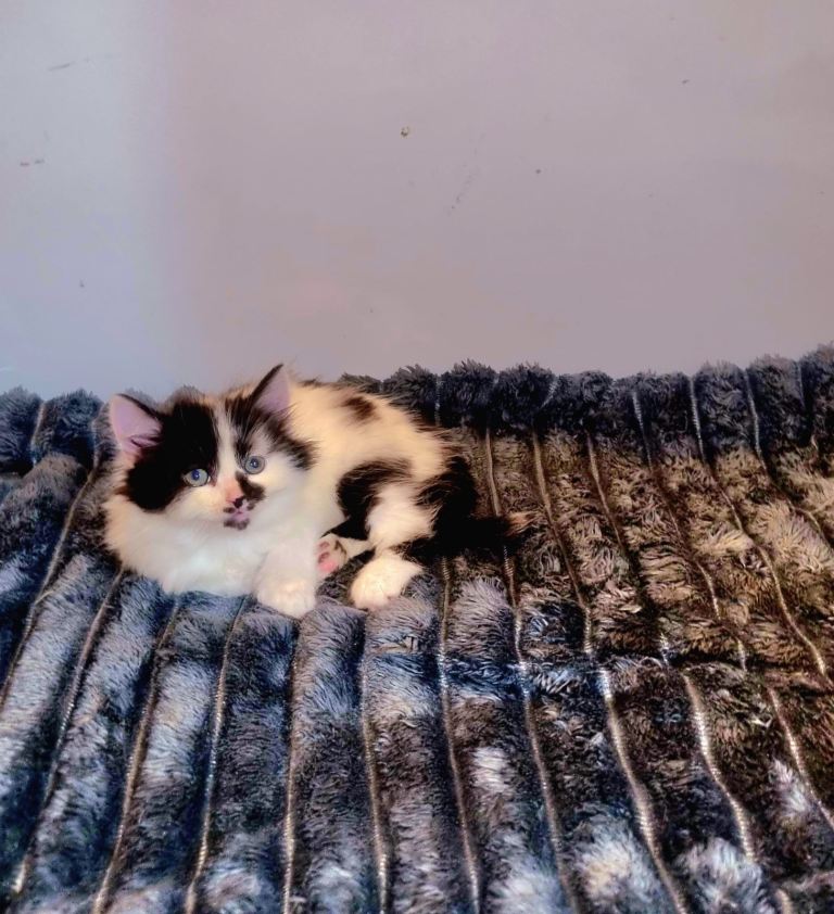 Kitten for sale