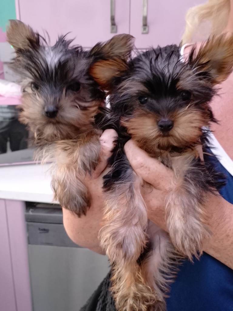 Beautiful Yorkshire Terrier Puppies 