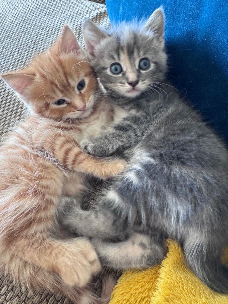Affectionate gorgeous kittens 