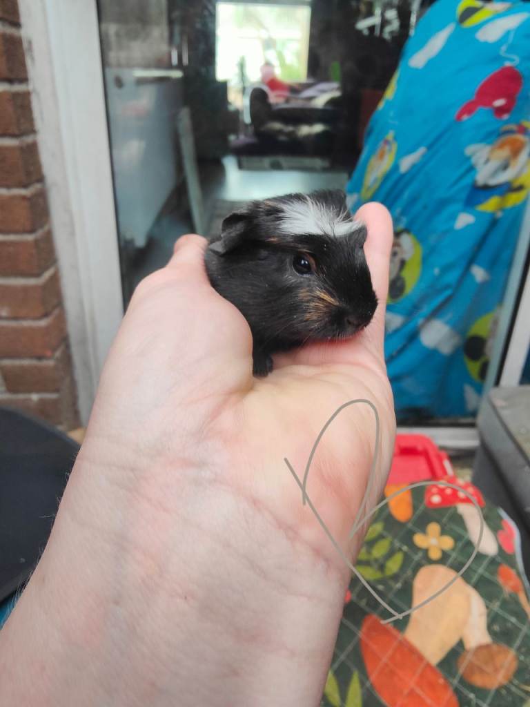 Guinea pigs 