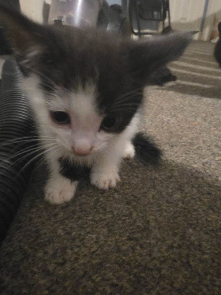 Black and white kittens