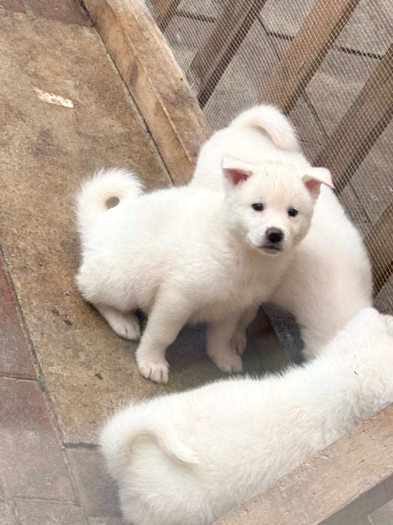 Japanese Akita Inu Puppies 