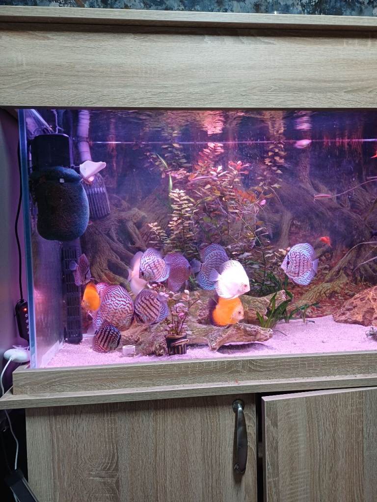 Fish tank including fish 