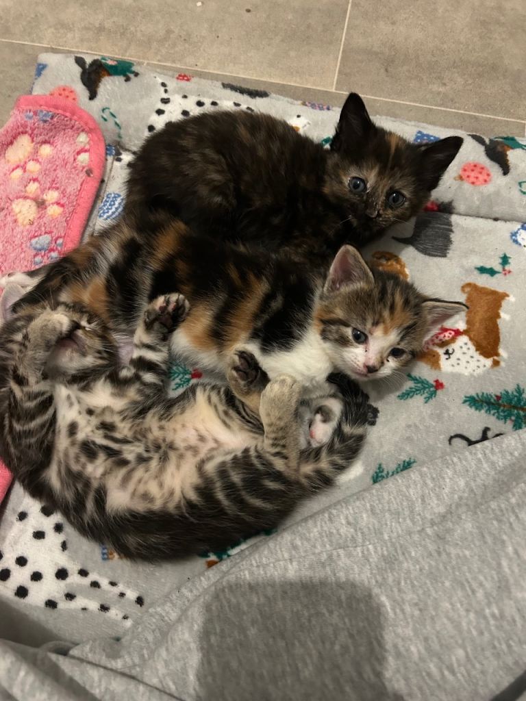 Kittens for sale 
