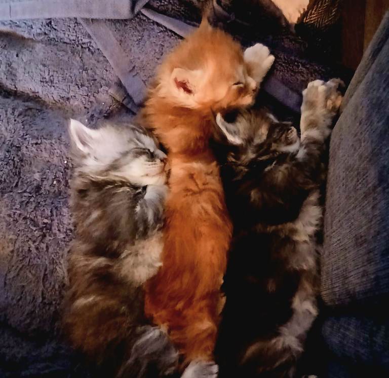 Pure Bred Maine Coon Kittens 