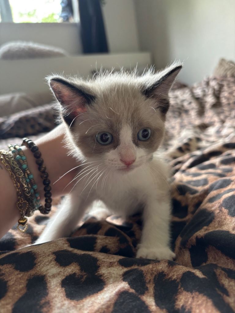 Adorable Kittens Looking For Loving Home 💗