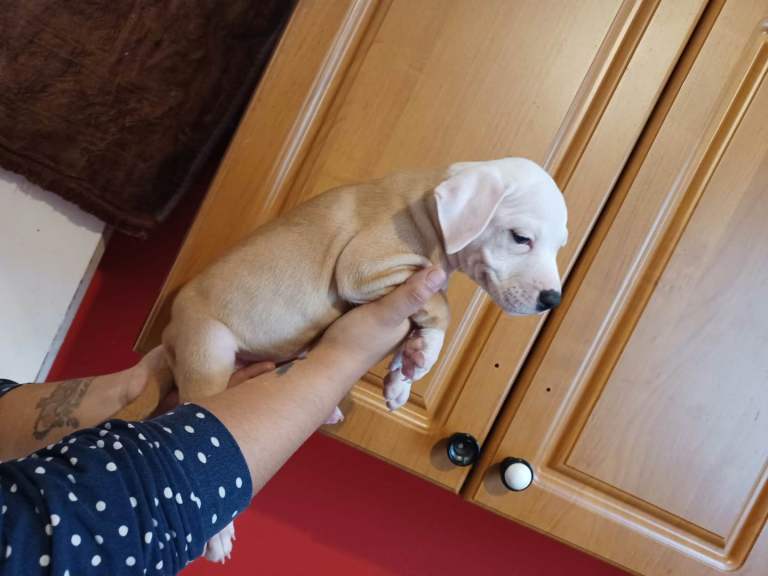 Adorable Puppy Staffordshire 