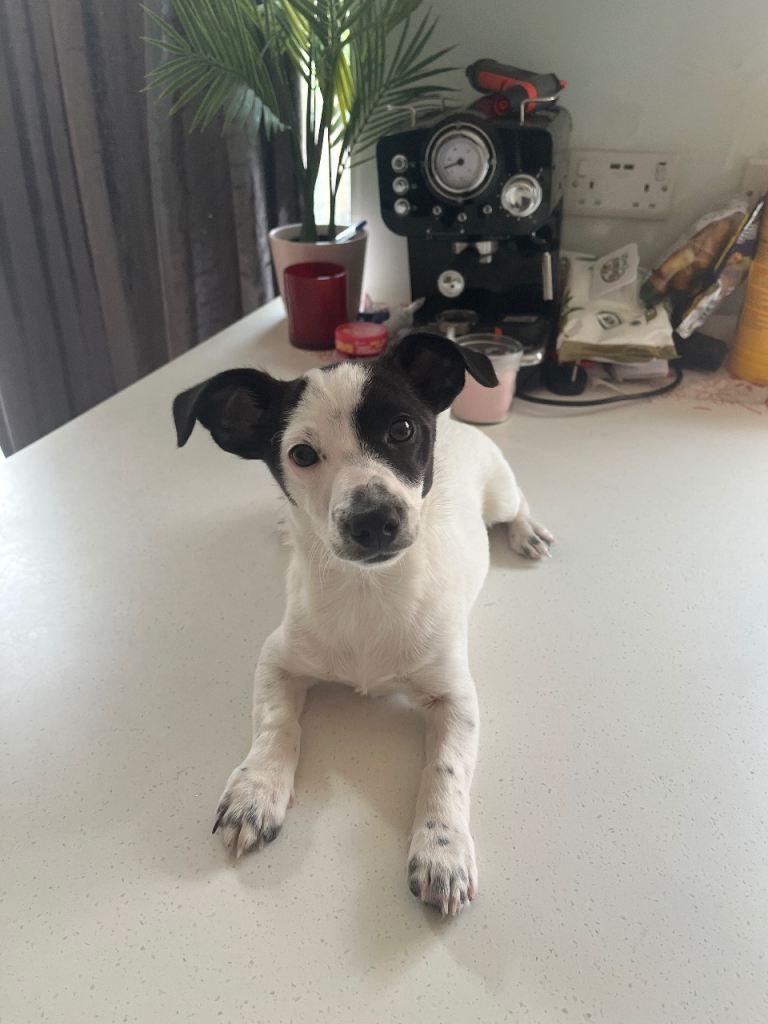 4 Month Old Jack Russell Puppy – Friendly & Playful