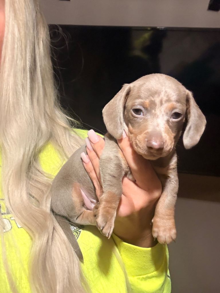 1 isabella pies miniature Dachshund pups