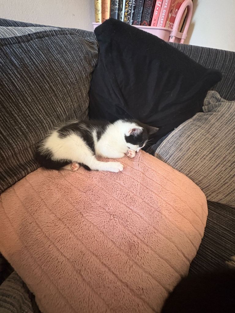 Beautiful little male kitten ready to find his forever home 