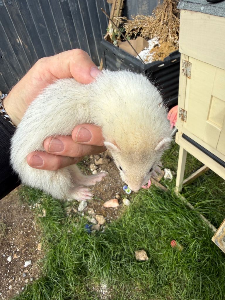 Ferret Kits x1 Girl + x3 Boys