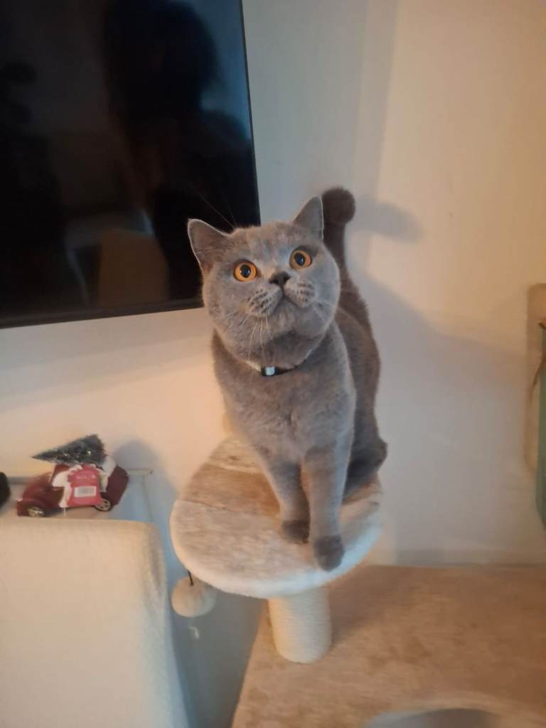 10mth British shorthair