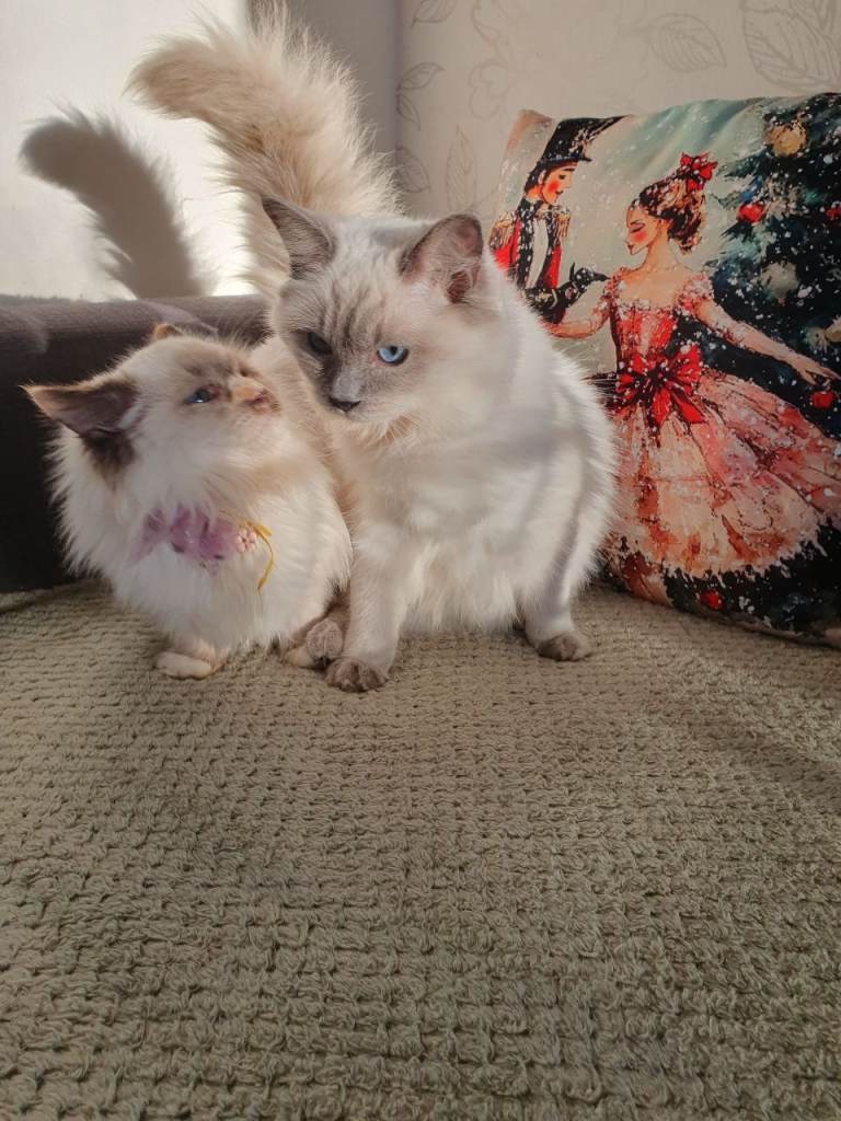 20 w old ragdolls