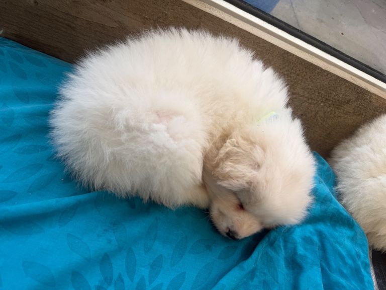 Stunning Samoyed puppies for sale..1 BOY LEFT