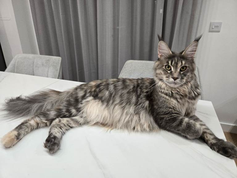 Gorgeous Maine Coon cat