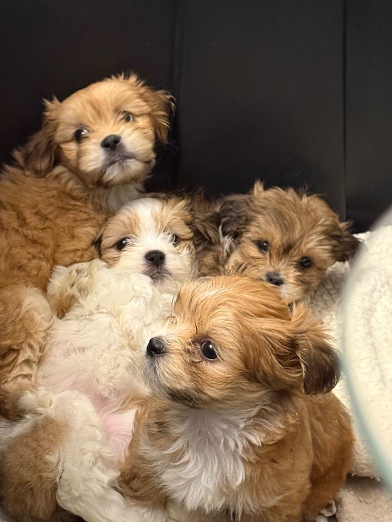Lhasa apso puppies