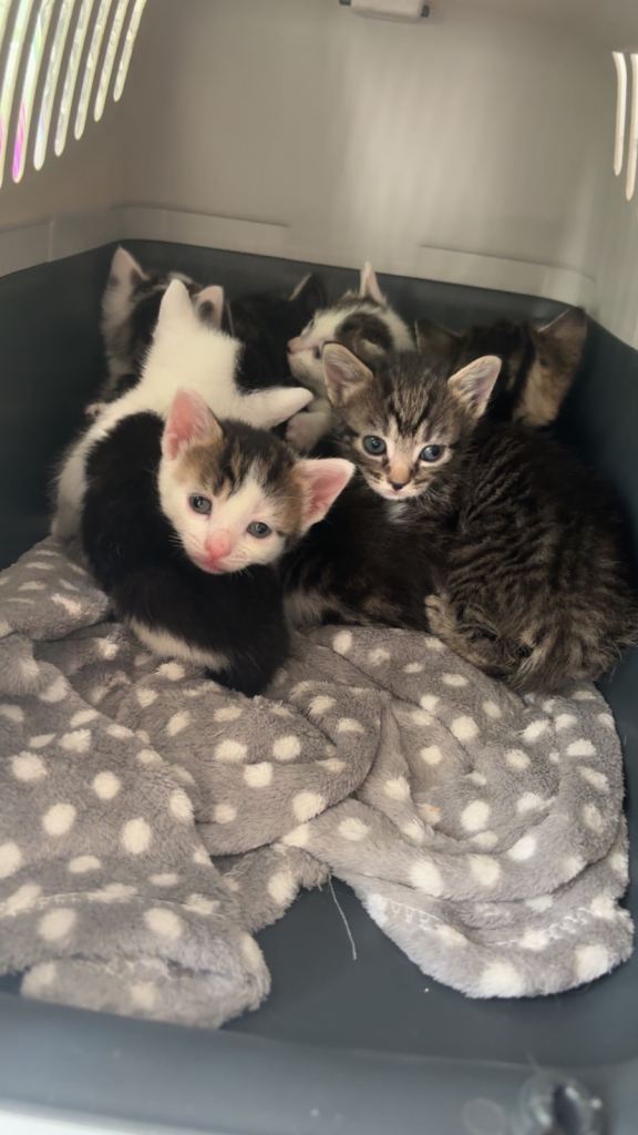 7 beautiful kittens for sale  🐱 