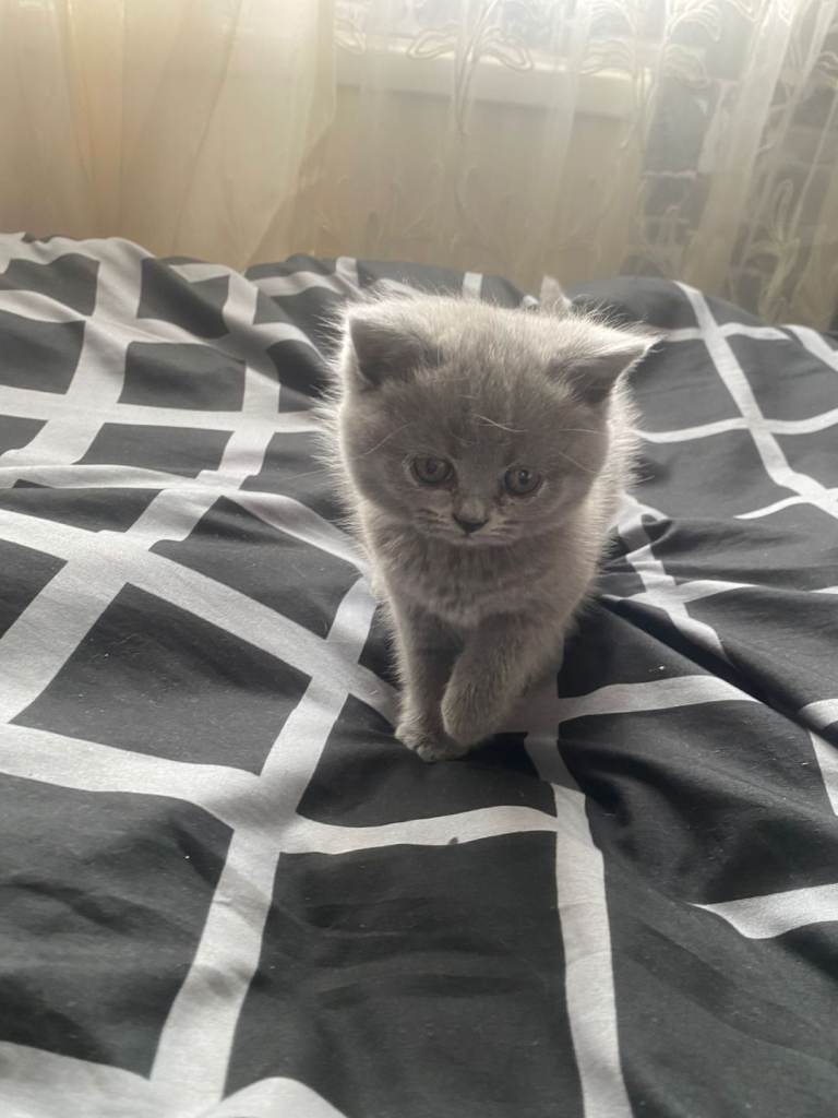 BSH Kittens for sale