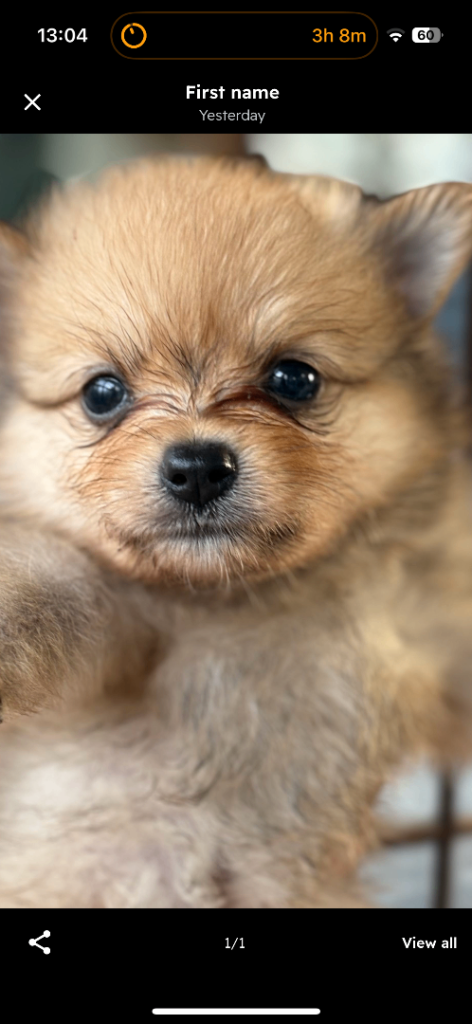 Pomeranian puppy 