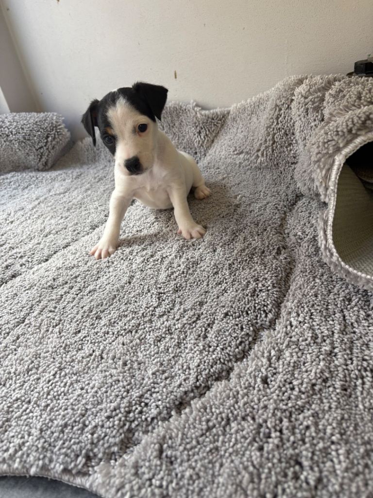 Jack Russell puppies 
