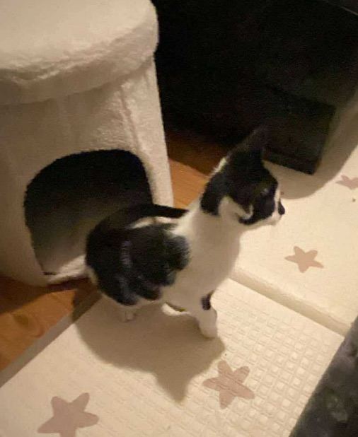 Male  kitten 9 weeks old 