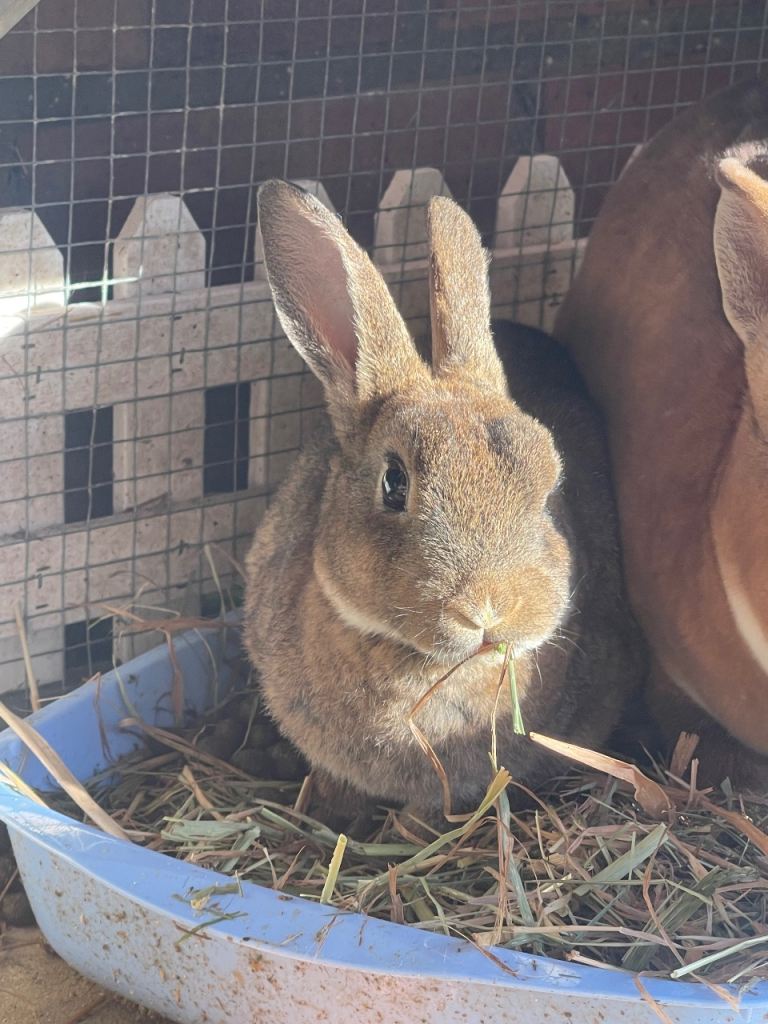 Rabbit Babies for sale