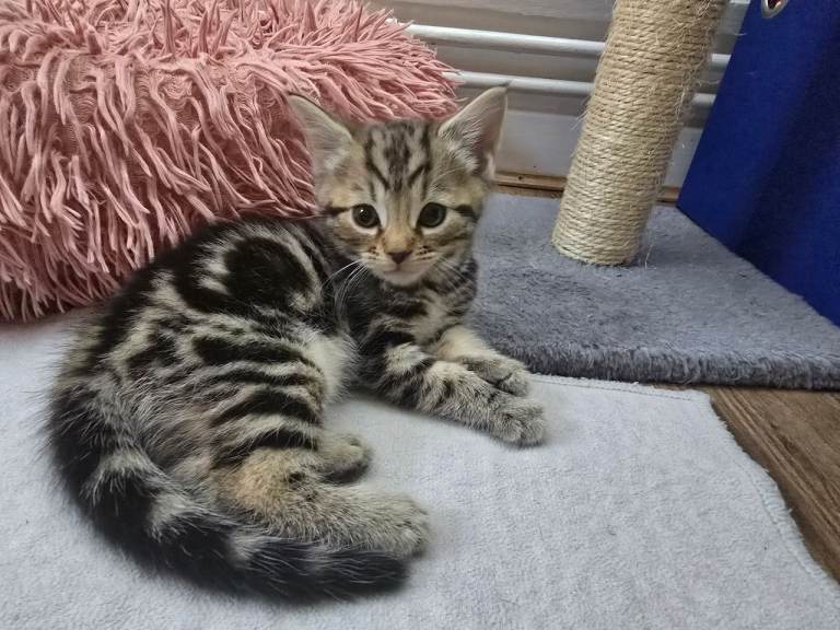 Girl Kittens For Sale [Clean]