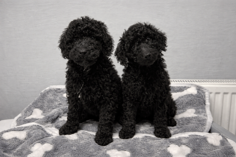 Cockapoo boy Puppies 