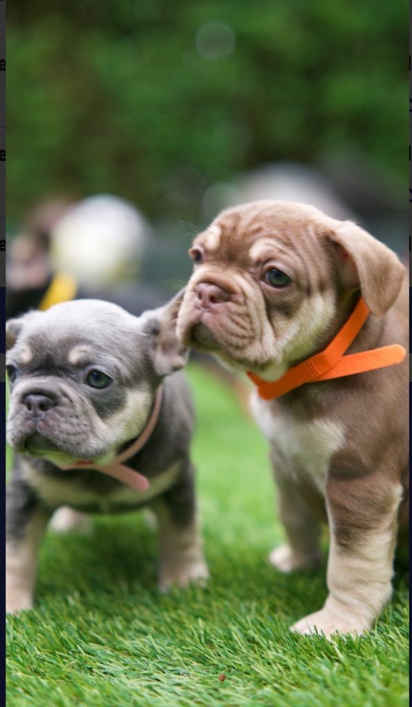 French bull dog puppies 