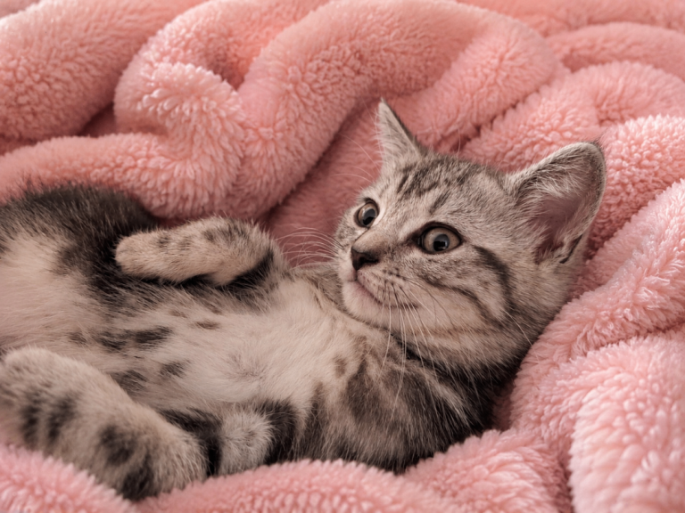 BSH cross bengal kitten