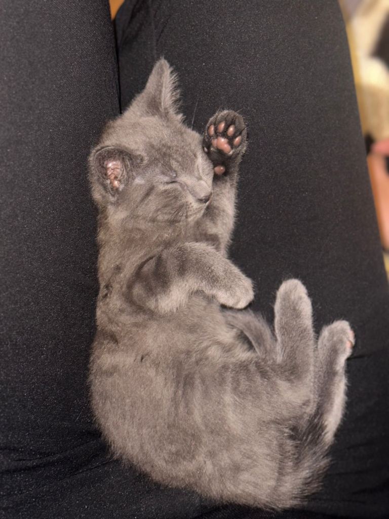 Super gorgeous Russian blue kittens ready now for best homes 