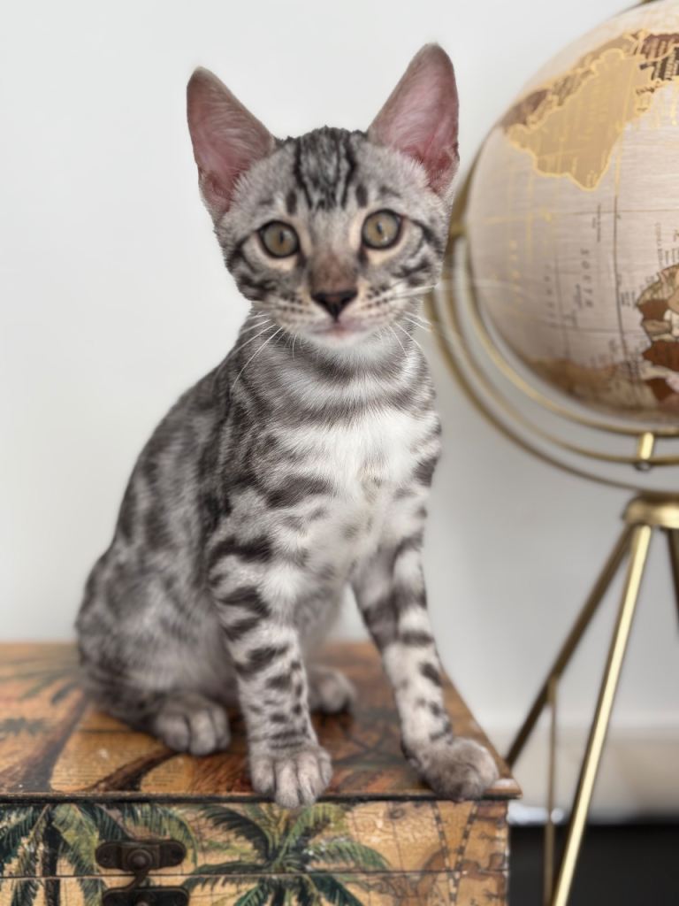 Stunning Silver Spotted Bengal Kitten for Rehoming