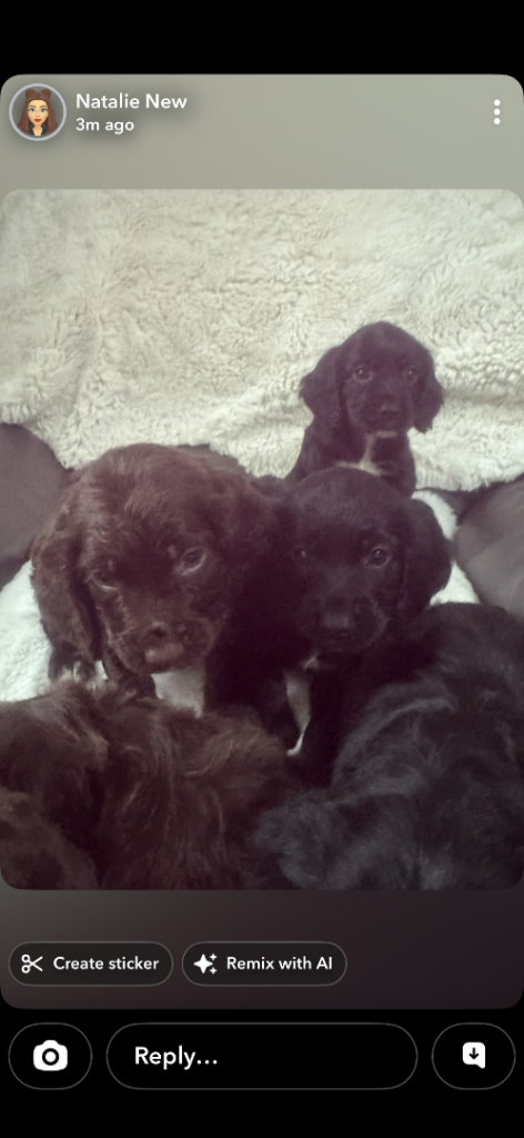 Copper spaniel puppies, brown and black ones