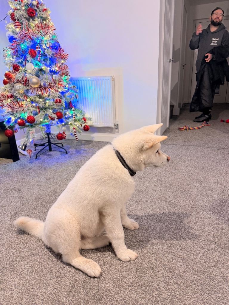 Pure breed American Akita puppy for sale