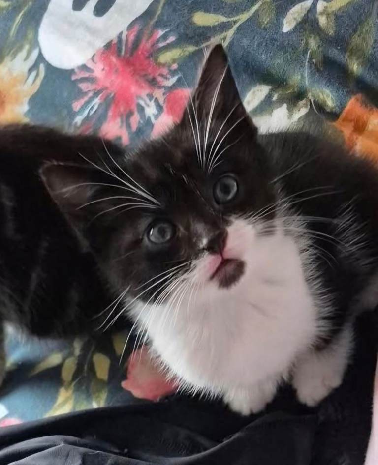 Kittens ready to leave this weekend