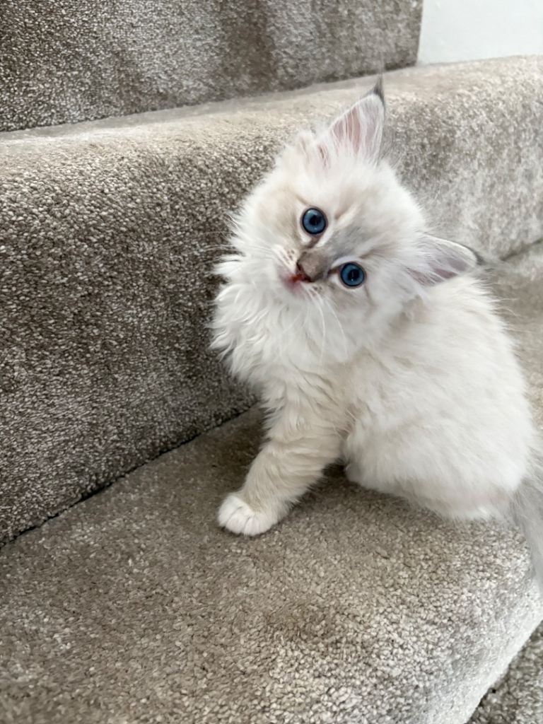 Pure Ragdoll Kittens 