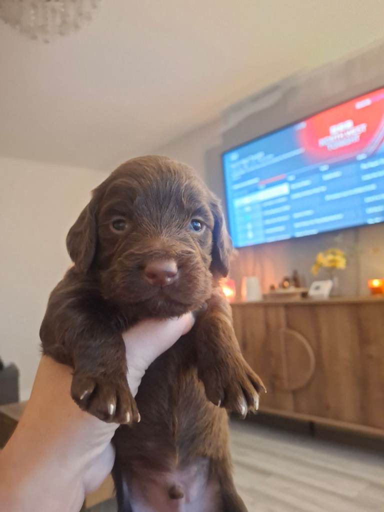 Cocker Spaniel puppies 